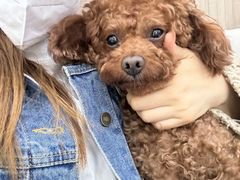 -西安京西宠物医院·瘫痪·疑难杂症