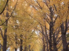 -三里屯东五街银杏大道