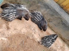 -云南野生动物园