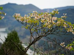 -舒家湾天主教堂