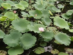-荔湾湖公园