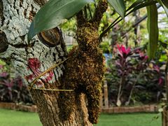 -呀路古热带植物园