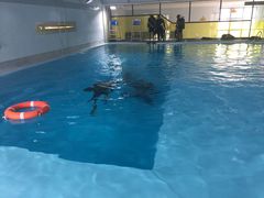 -上海潜殿潜水中心