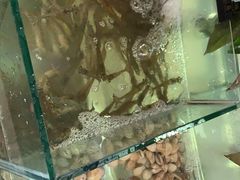 -渔家火锅·海鲜自助餐·演艺(亚龙湾天域酒店)