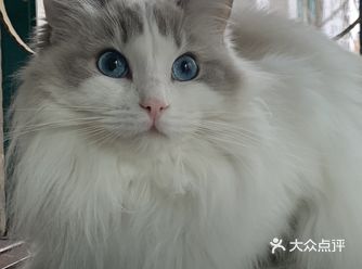 上手抢，拉别人的头，虽然年纪最小，可是胆子却很大
