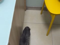 -宠福鑫康馨动物医院·骨科·眼科