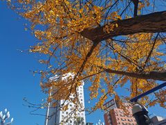 -云南古玩城(护国路店)