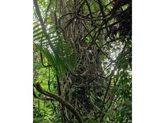 -广西壮族自治区药用植物园