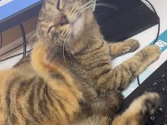 -瑞派康怡24h宠物医院·犬猫医疗中心·微创绝育(瑞景分院)
