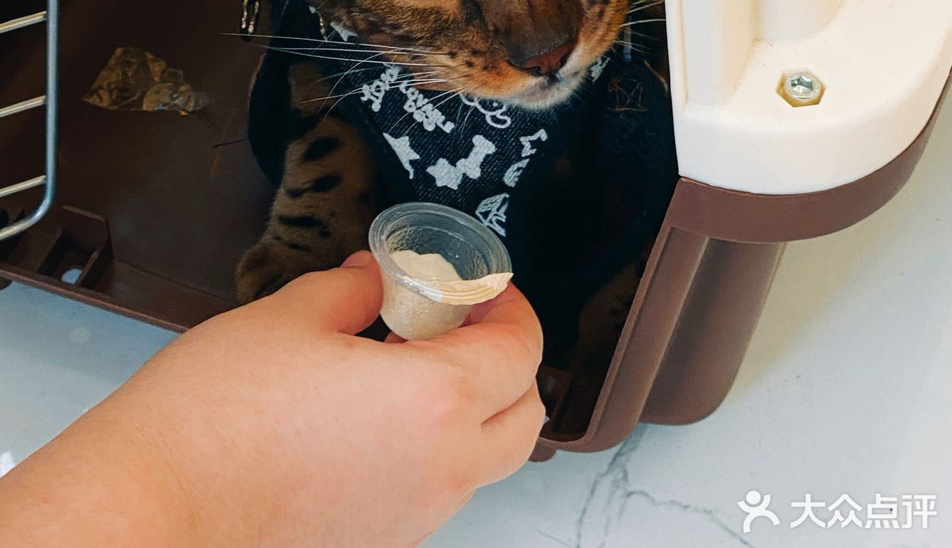 体验|猫咪打疫苗—丢脸丢到姥姥家🐈👵🏻