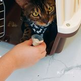 体验|猫咪打疫苗—丢脸丢到姥姥家🐈👵🏻