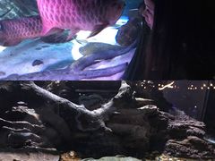 -暹罗海洋世界