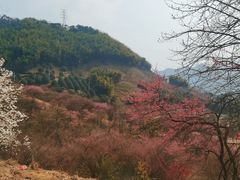 -新建村梅花