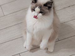 -喵的天空名猫咖啡馆·撸猫·猫舍·用品