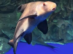 -上海海洋水族馆
