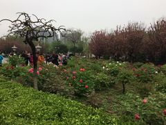 -西安乐游原