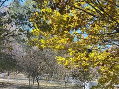 -长白岛森林公园