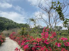 -东莞市大岭山森林公园