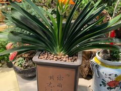 -双季花艺园艺市场(浦东店)