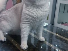 -青奢宠物·青奢猫舍