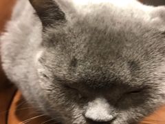 -猫小院猫主题餐厅(三里屯店)