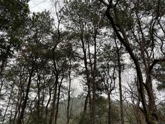 -青龙山国家森林公园