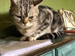 -猫猫幼稚园·撸猫·桌游·电玩