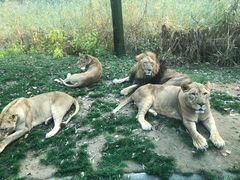 -北京野生动物园