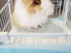 -怪兽屋·羊驼·猫咖·狗咖(俊华广场店)