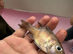 -小猫钓鱼海钓俱乐部(椰梦长廊店)