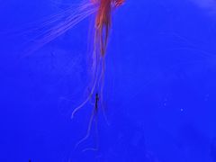 -上海海洋水族馆