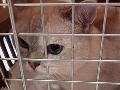 -创凡宠物医院·骨专科  猫科中心(西乡分院)
