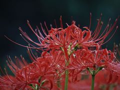 -白塘生态植物园