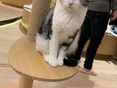 -CAT’S MEWSTAR CAFE·喵星球猫屋(晴湾咖啡店)