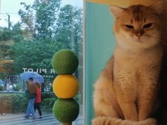 -飞行喵MR PILOT|猫舍·猫咖(静安大融城店)