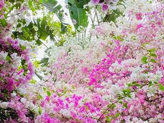 -深圳国际园林花卉博览园