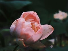 -荷塘月色湿地公园·向阳花洲