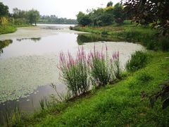 -东郊湿地公园