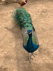 -萌宠亲子动物乐园(槐房万达店)