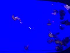 -青岛海底世界-水族馆
