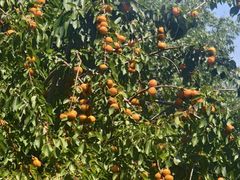 -昌平兴寿秀秀草莓采摘园