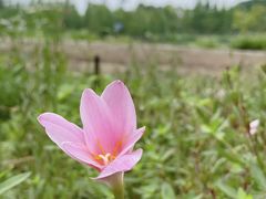 -白鹭湾湿地公园