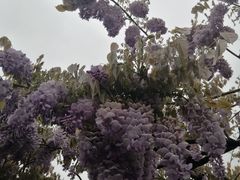 -嘉定紫藤园