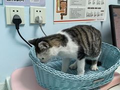 -纳吉亚猫专科动物医院博雅分院