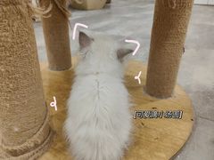 -楼上猫咖(罗湖店)