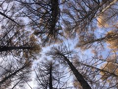 -塞罕坝国家级自然保护区