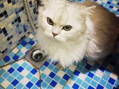 -FAELING PETS美天灵宠物(富力广场店)