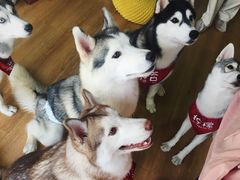 -Husky Go! 哈士奇体验馆·宠物咖啡厅狗咖