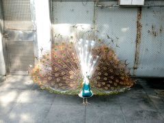 android_upload_pic-百鸟园