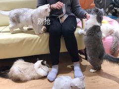 -1013 PET SHOP精品宠物商店(丁香店)